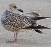 1cy argenteus in November, ringed in Belgium. (25637 bytes)